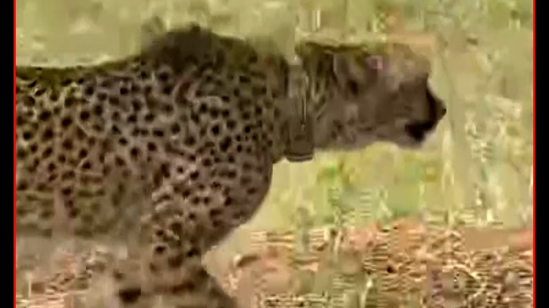 Namibian cheetah dies at Kuno National Park in Madhya Pradesh