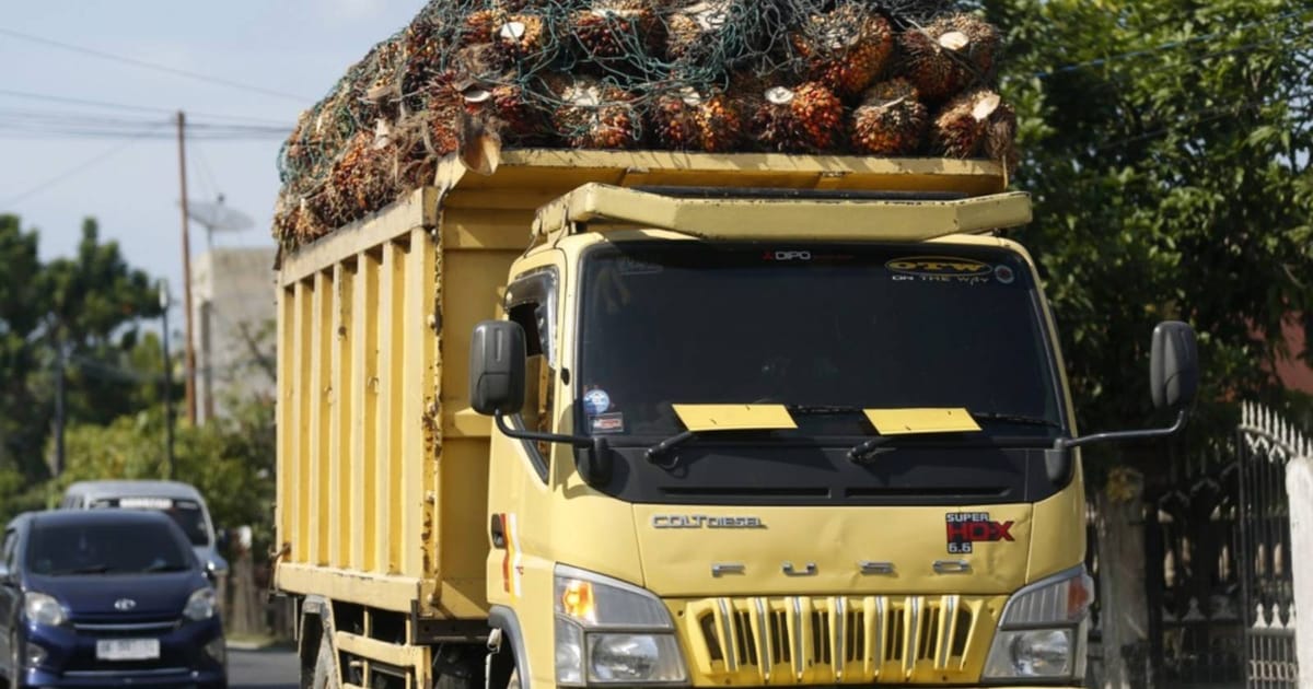 Harga minyak sawit meningkat apabila kebakaran hutan Indonesia ancam bekalan