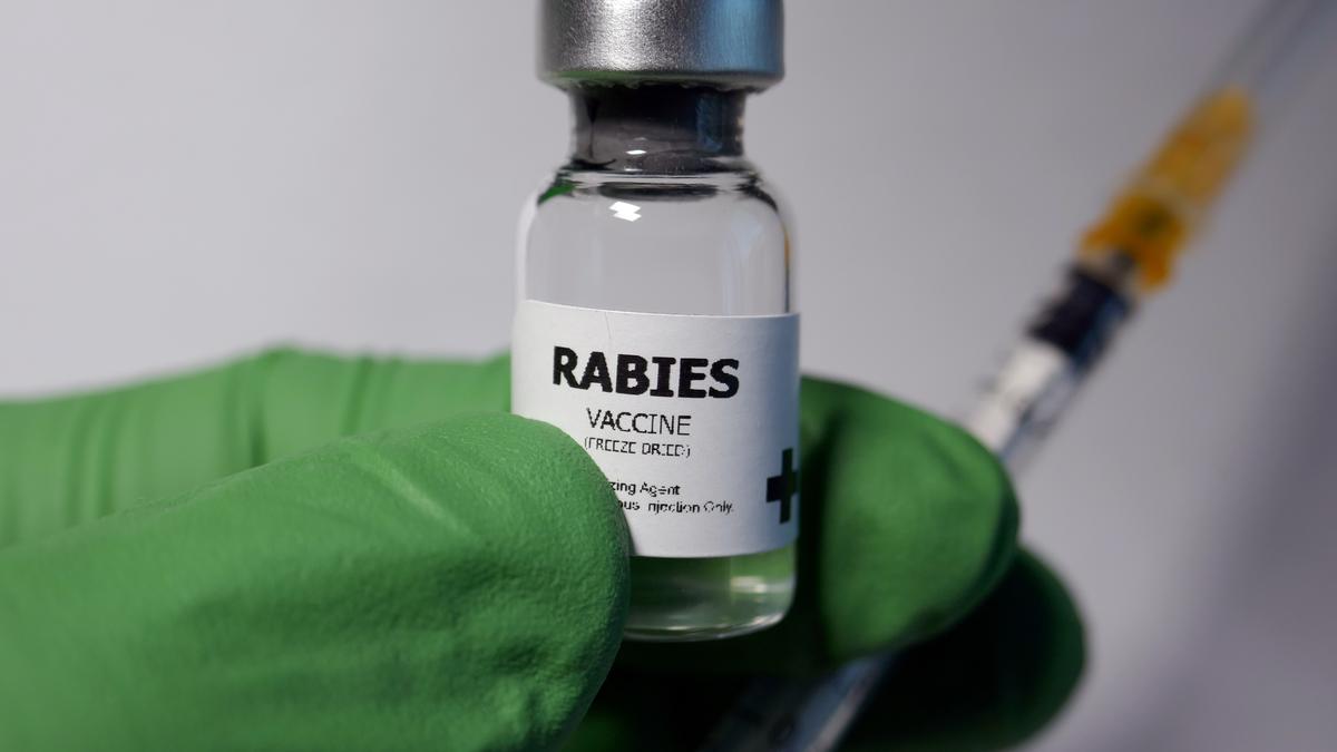 India's rabies death toll lower than previous health ministry estimates