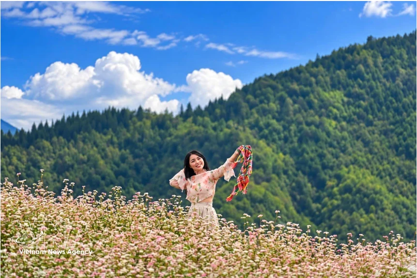 Buckwheat blooms set to boost Tuyen Quang tourism heading into 2026
