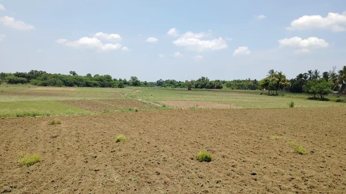 Vizianagaram faces Kharif crop threat amid severe rainfall shortfall