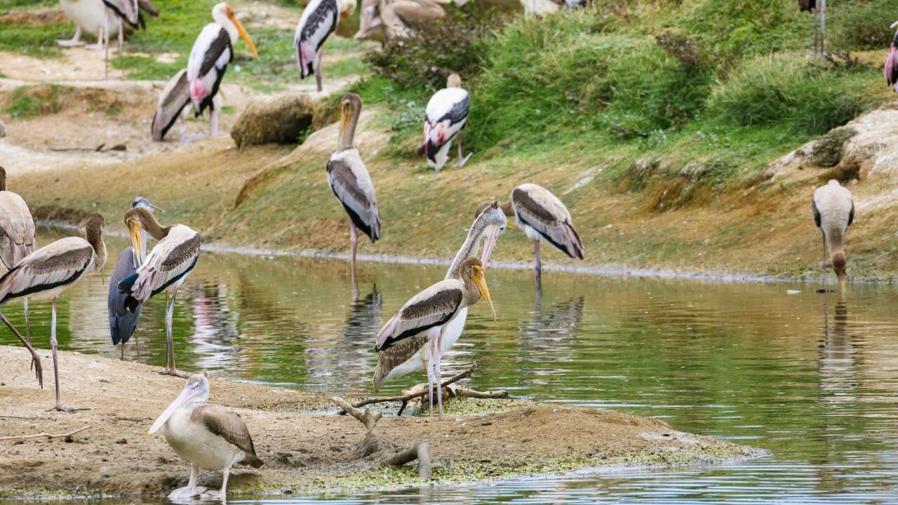 टेक्सास के गायब पक्षी द्वीप का चमत्कारी पुनरुद्धार, २,५०० जोड़ी पक्षी लौटे