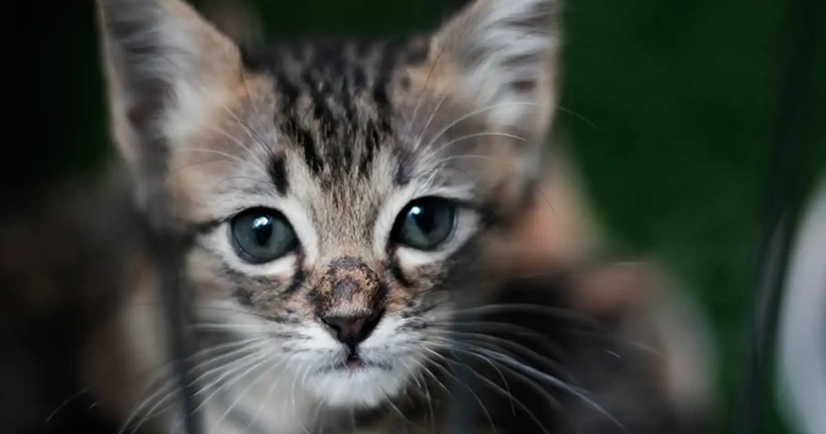 Persatuan Haiwan Desak Siasatan Mendalam ke Atas Dakwaan Penderaan Kucing