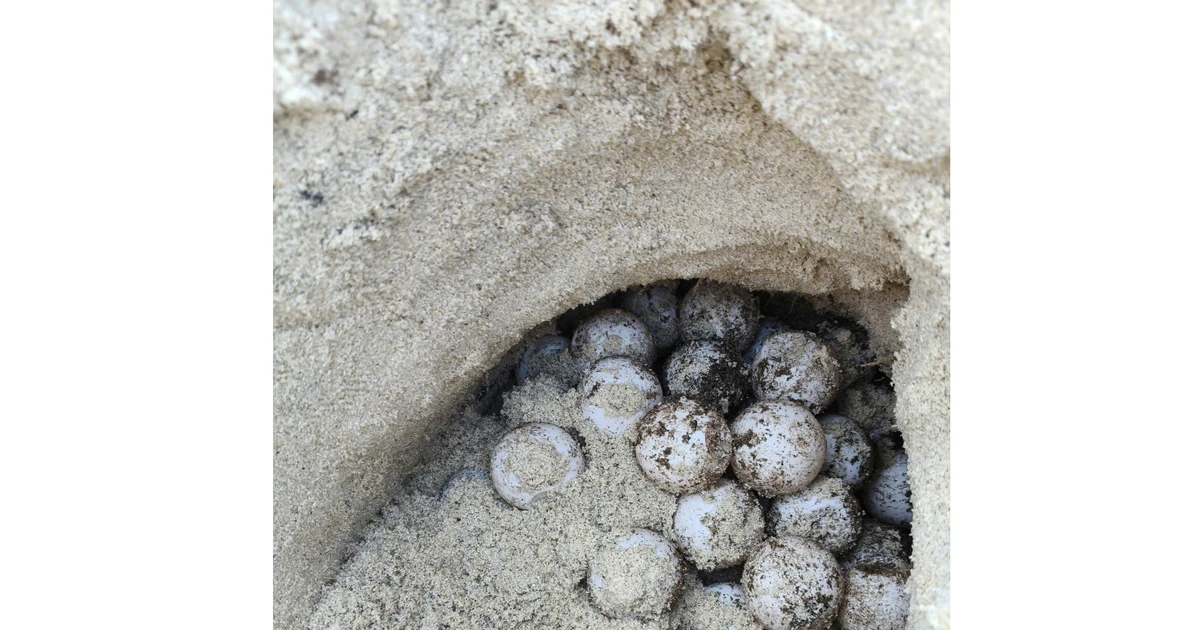 Sea turtles nest on Vietnam's Hon Cau island for sixth time this year