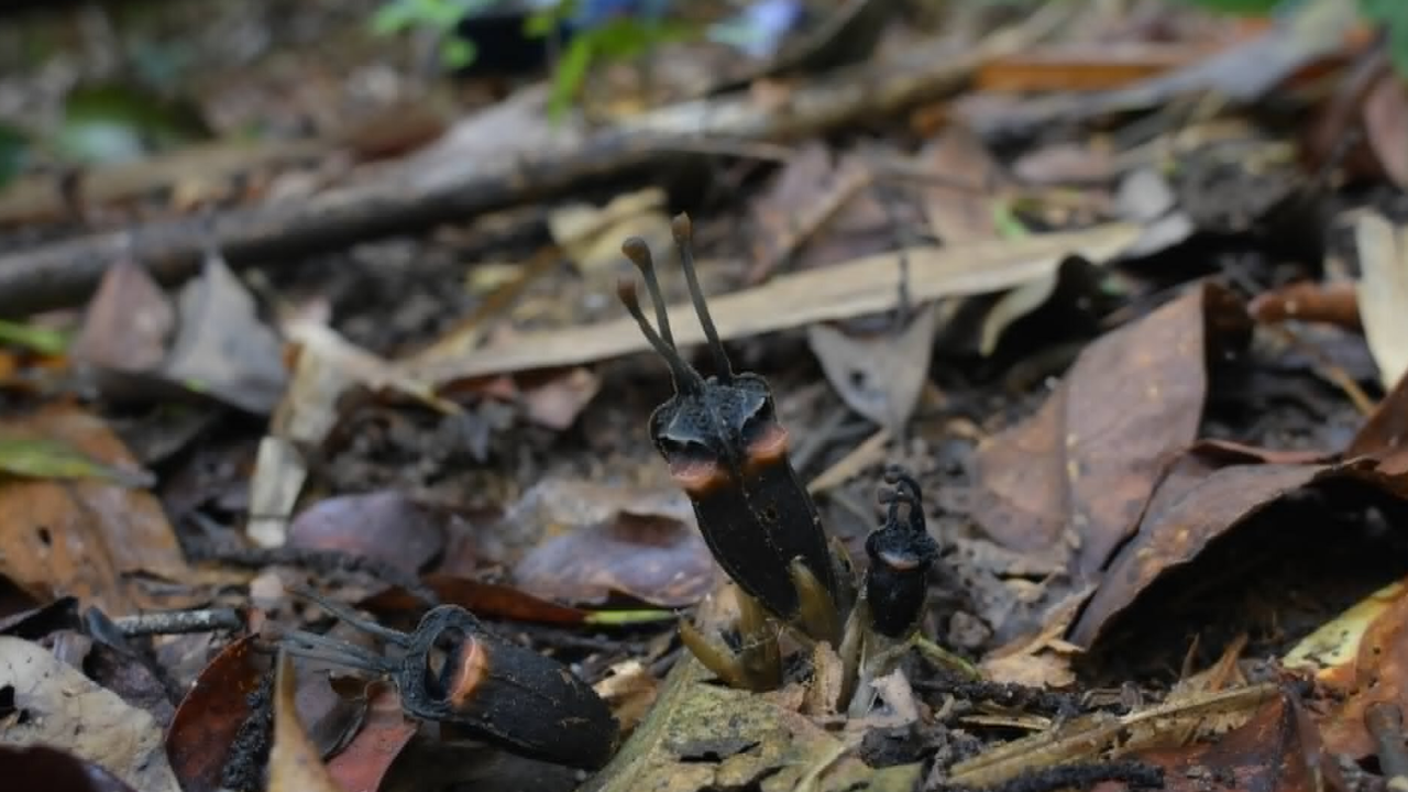 Thai scientists uncover rare 'devil flower' fungus-feeding plant species