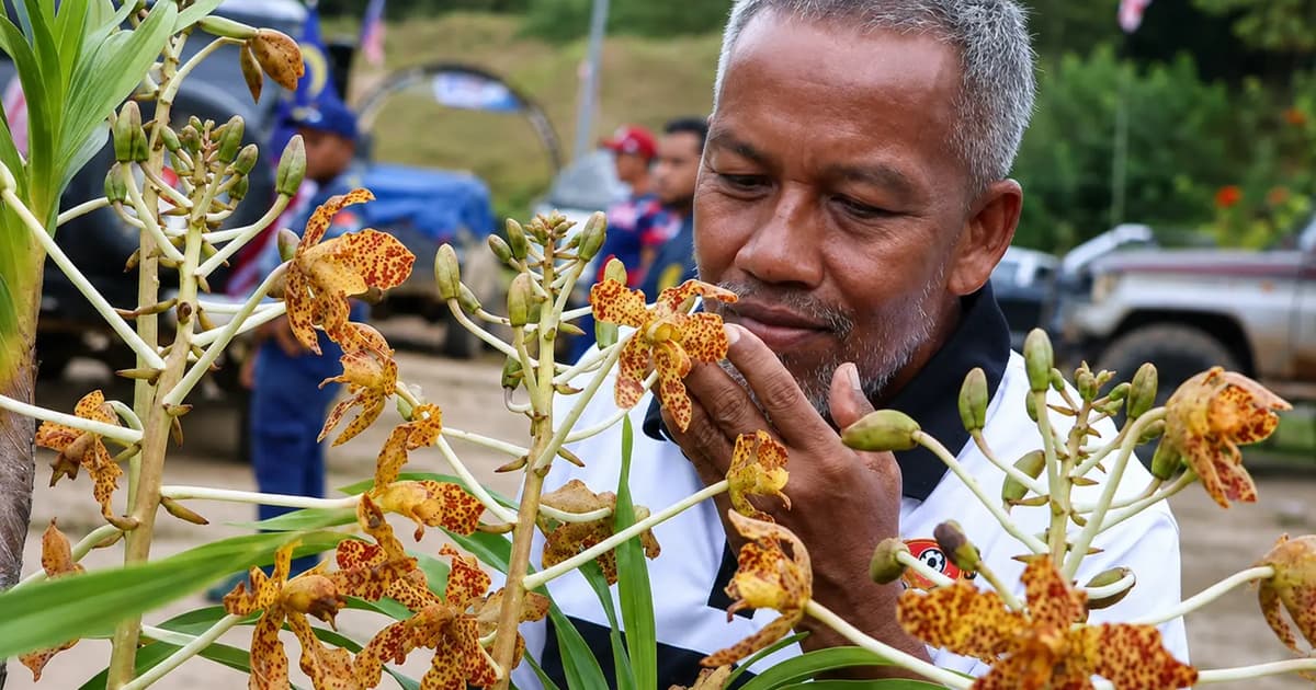 Orkid Harimau Jarang Terbukti Ganjaran Kesabaran Razali