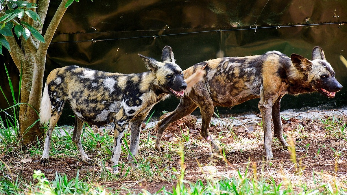 African wild dogs traverse 4,000 km seeking mates, study reveals