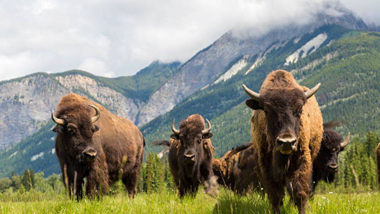 Mexico restores American bison after 160-year absence