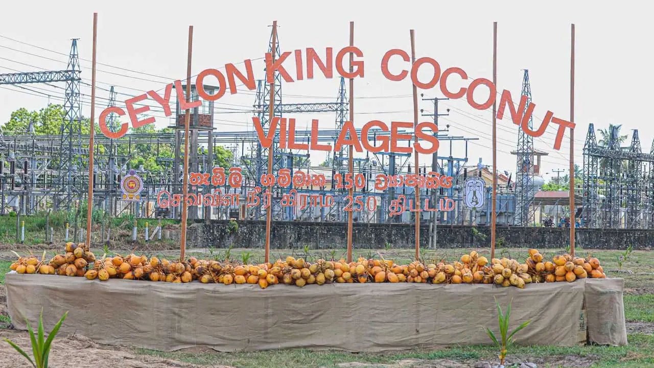 Sri Lanka launches ambitious 250-village king coconut development programme