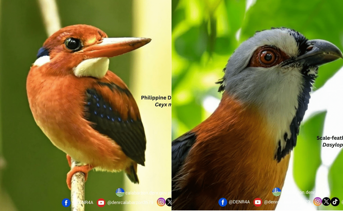 Four new bird species recorded in Rizal's protected landscape