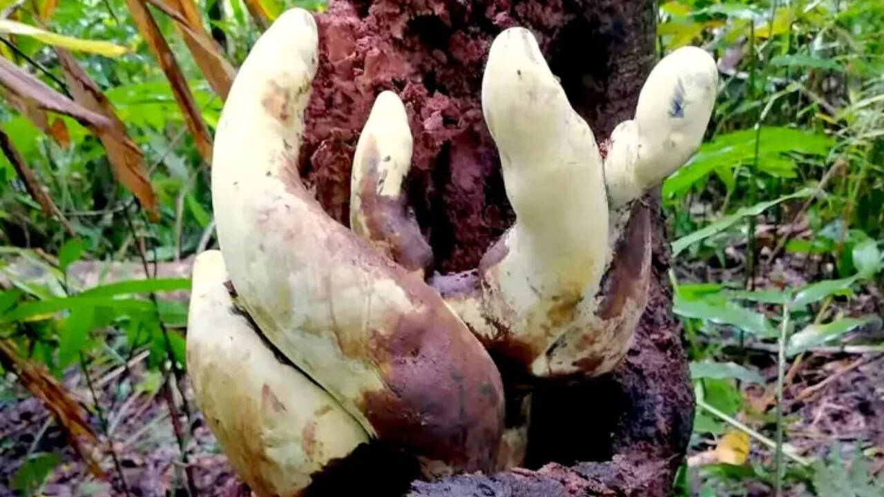 Chinese researchers uncover massive fungus specimen in unprecedented discovery