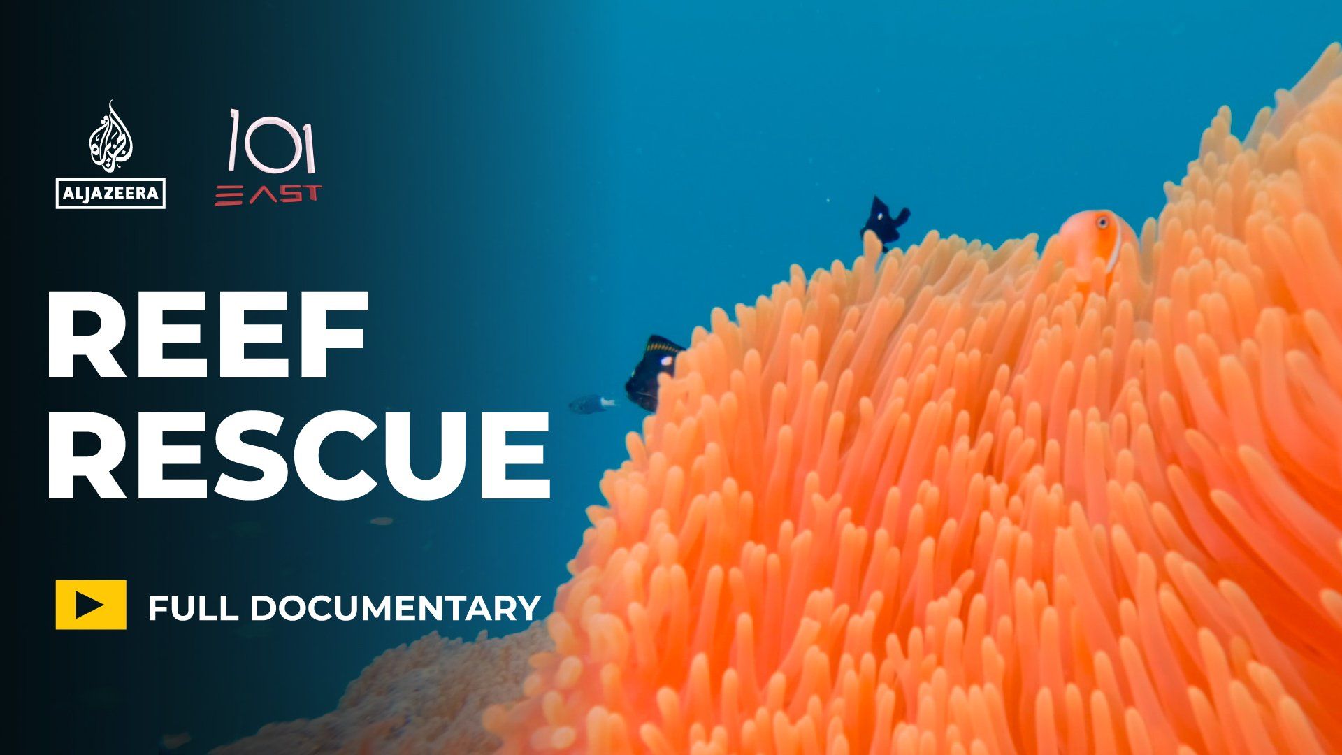 Palau emerges as potential model for protecting world's coral reefs