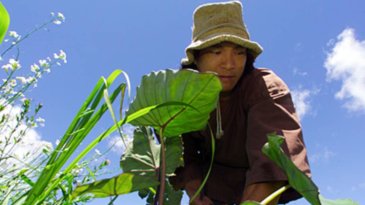 Hollywood actor transforms ravaged Hawaiian land into sustainable rainforest home