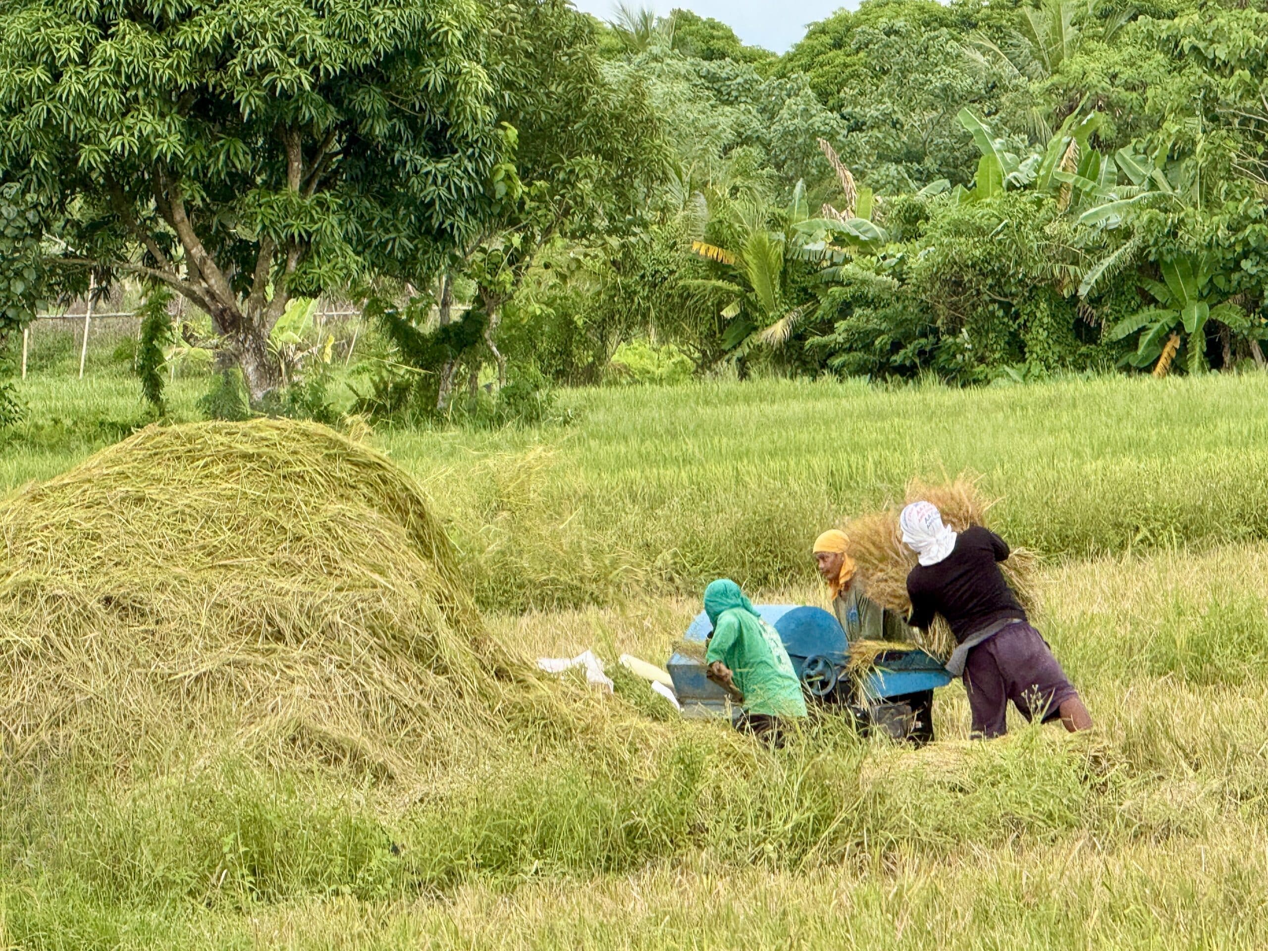 Bicol rice farms face water shortage risk as El Niño looms