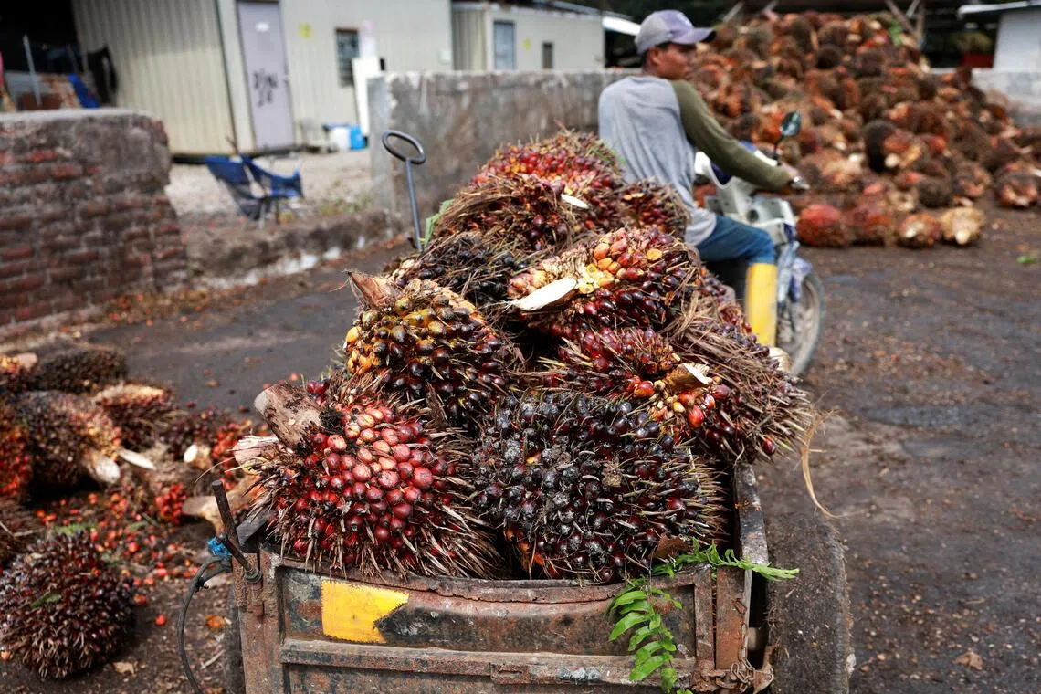 Malaysia's palm oil stocks hit record highs amid production surge