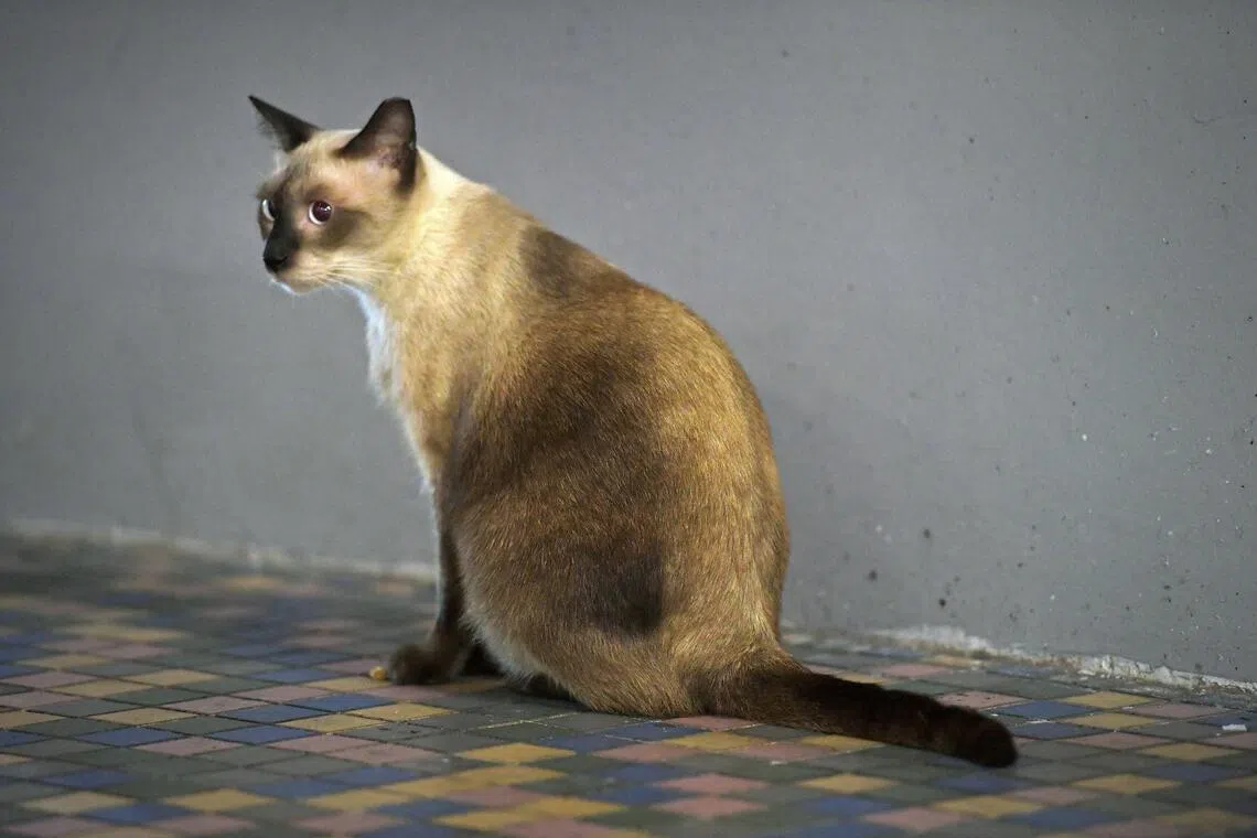 Over 111,000 cats licensed as Singapore's ownership rules take effect