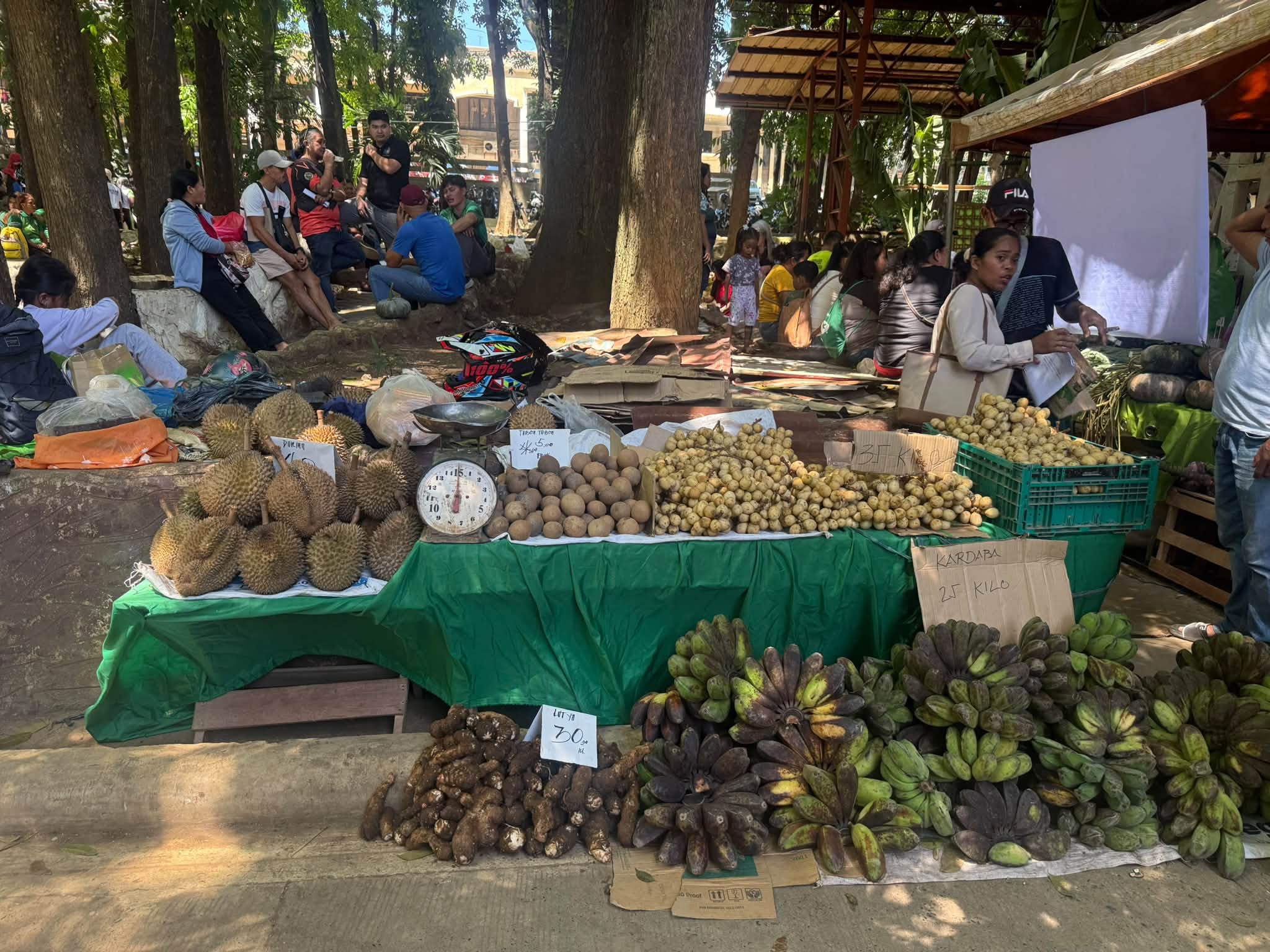 Bukidnon farmers defy El Niño threat with robust harvest