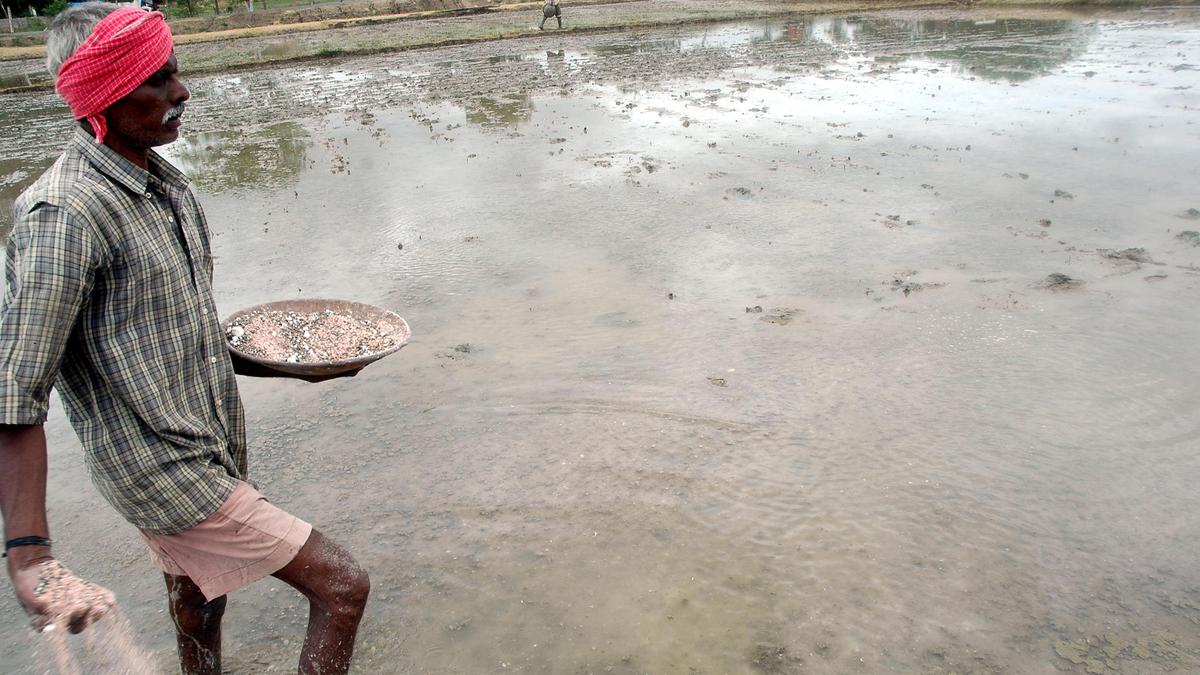 Telangana scraps self-declaration requirement for paddy seed purchases
