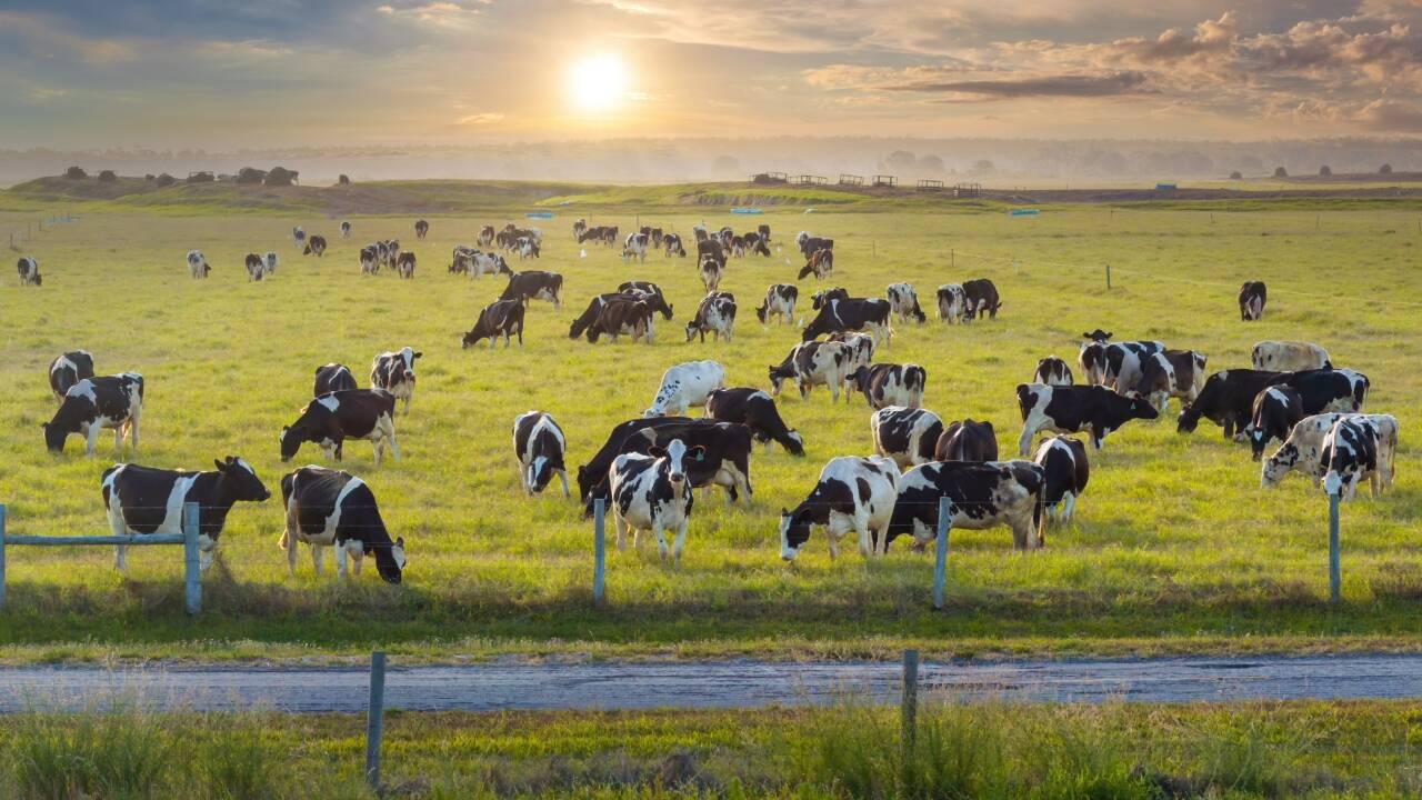 Florida Allocates $8.7 Million to Protect Two Historic Working Ranches