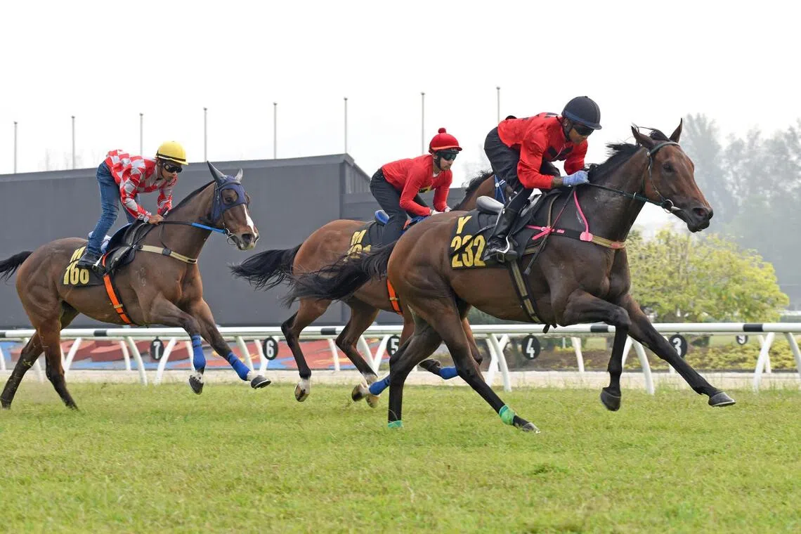 Nimbus Star shows impressive form ahead of upcoming racing fixture