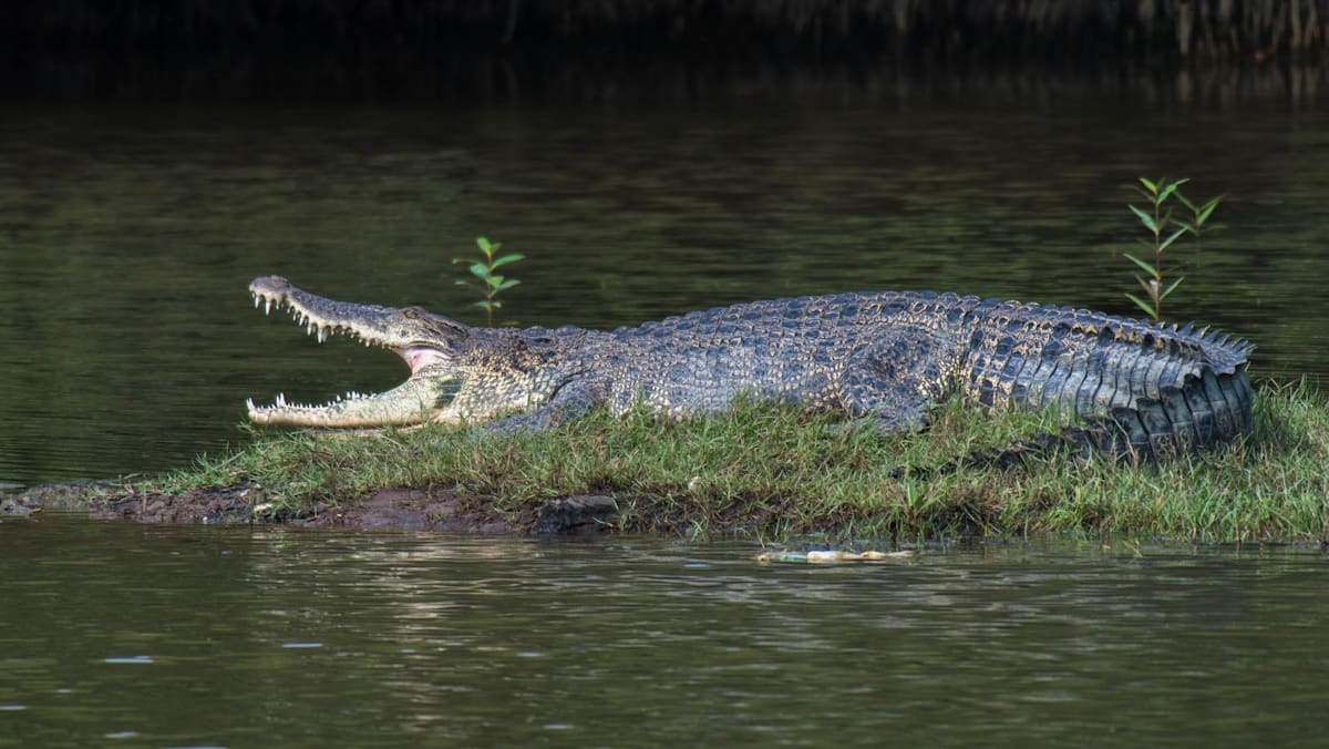 PUB unable to definitively verify authenticity of Pandan Reservoir crocodile image