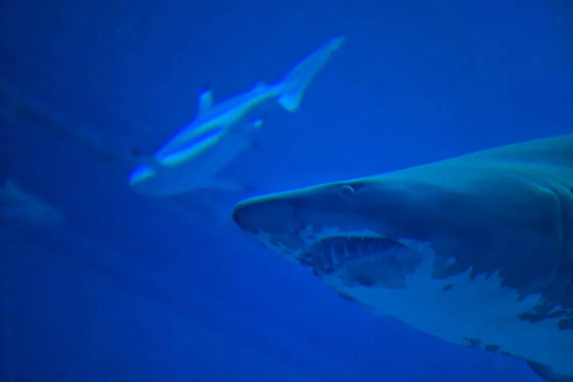 Shark attack kills swimmer at Western Australian beach