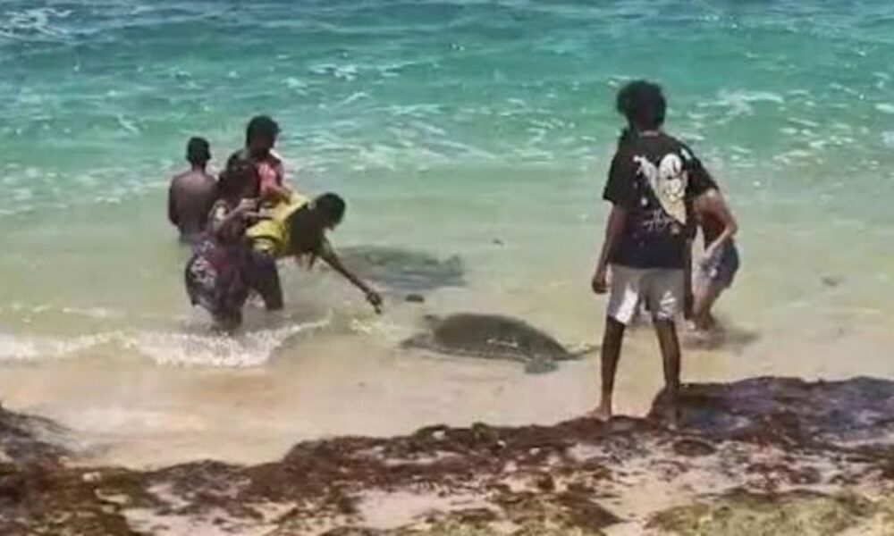 Three arrested for exploiting sea turtles at Unawatuna beach