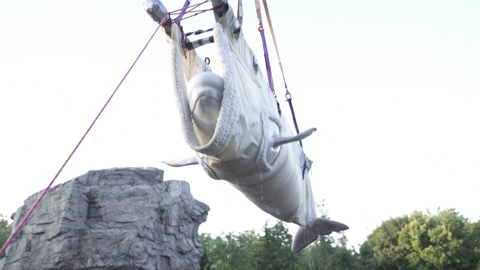 Marine mammals from Canadian facility begin new life at Spanish aquarium