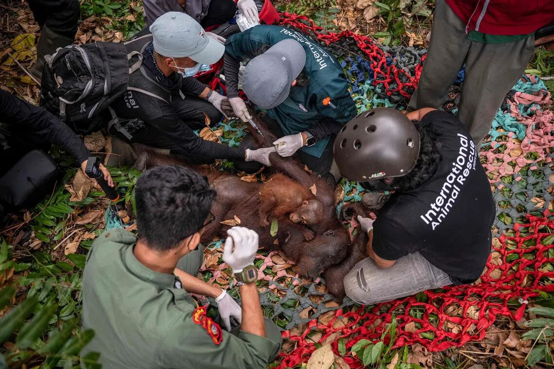 Indonesia rescues second orangutan pair from escalating wildfire threat