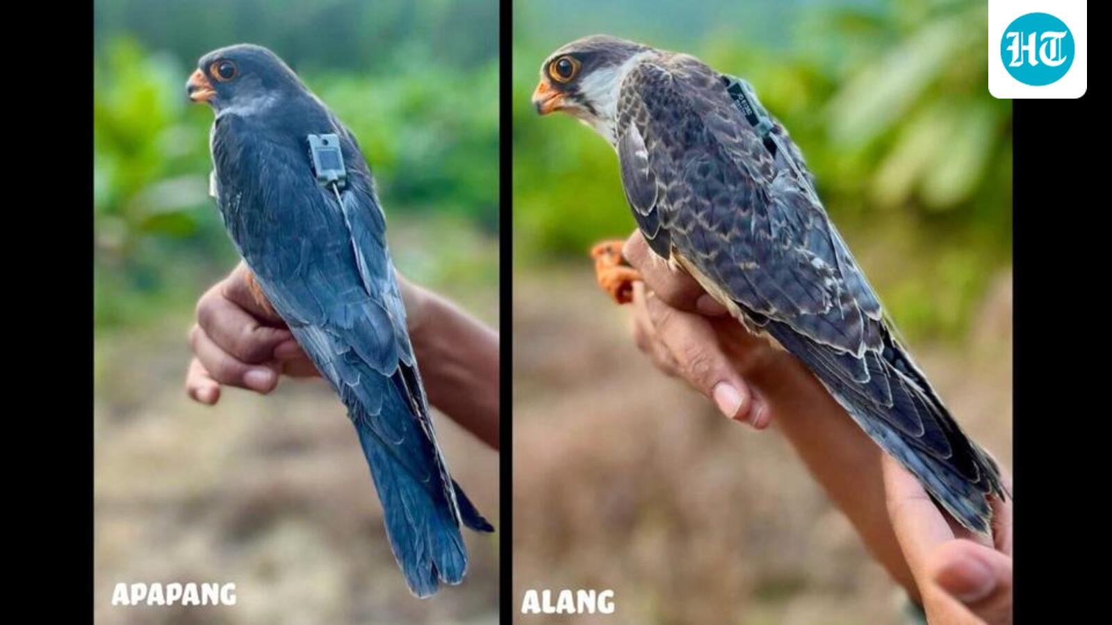 Amur falcons complete epic 20,000-km migration across 23 nations