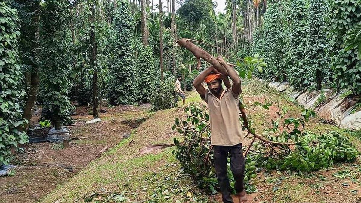 Assam charts course to revitalise agarwood sector with regulatory reforms