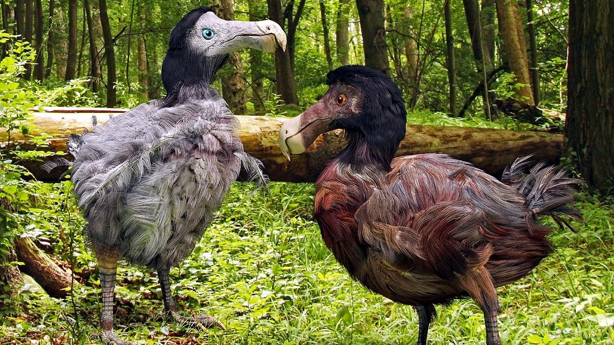 Scientists Attempt to Resurrect Dodo Bird Extinct for 360 Years