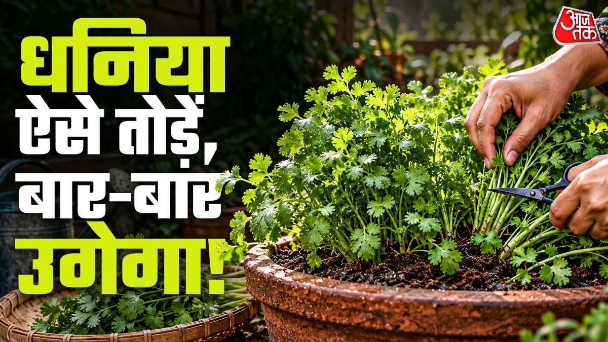 घर पर उगाएं धनिया, सही तरीके से तोड़ें तो रहेगा हरा-भरा