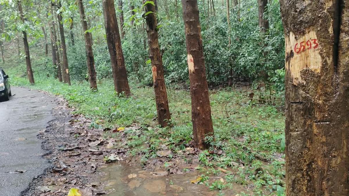 Solar fence project in Kerala faces scrutiny over alleged large-scale tree felling