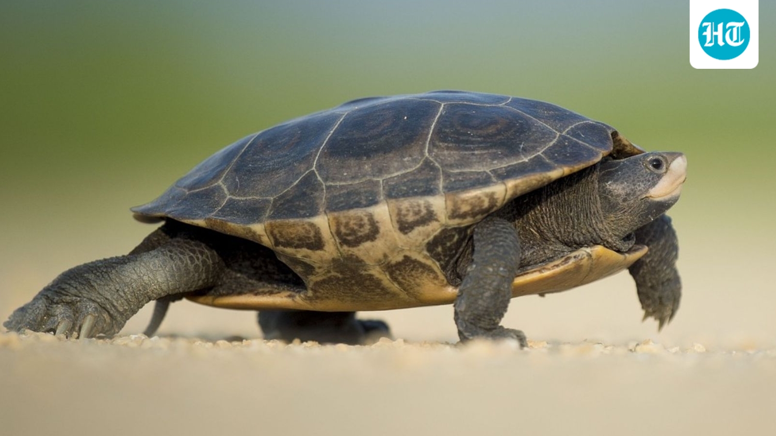 21 Protected Turtles Rescued in Madhya Pradesh Following Gang Member's Tip