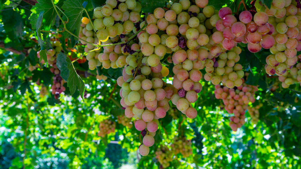Australian Winery Slashes Water Consumption by 75% Amid Drought