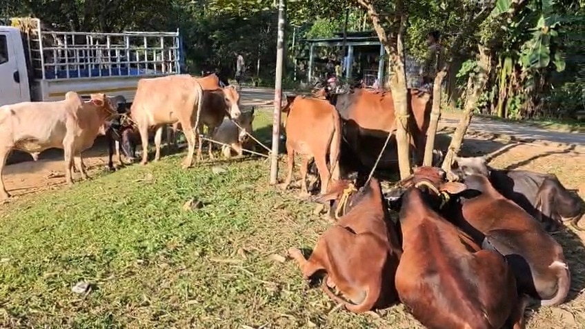 Police arrest three in Kashmir livestock theft, recover 193 animals