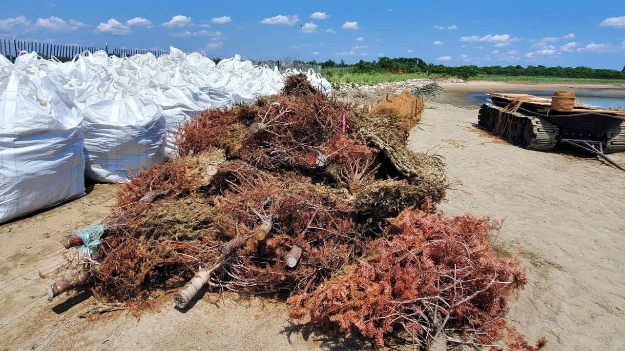 Discarded Christmas trees become natural barriers in coastal restoration drive