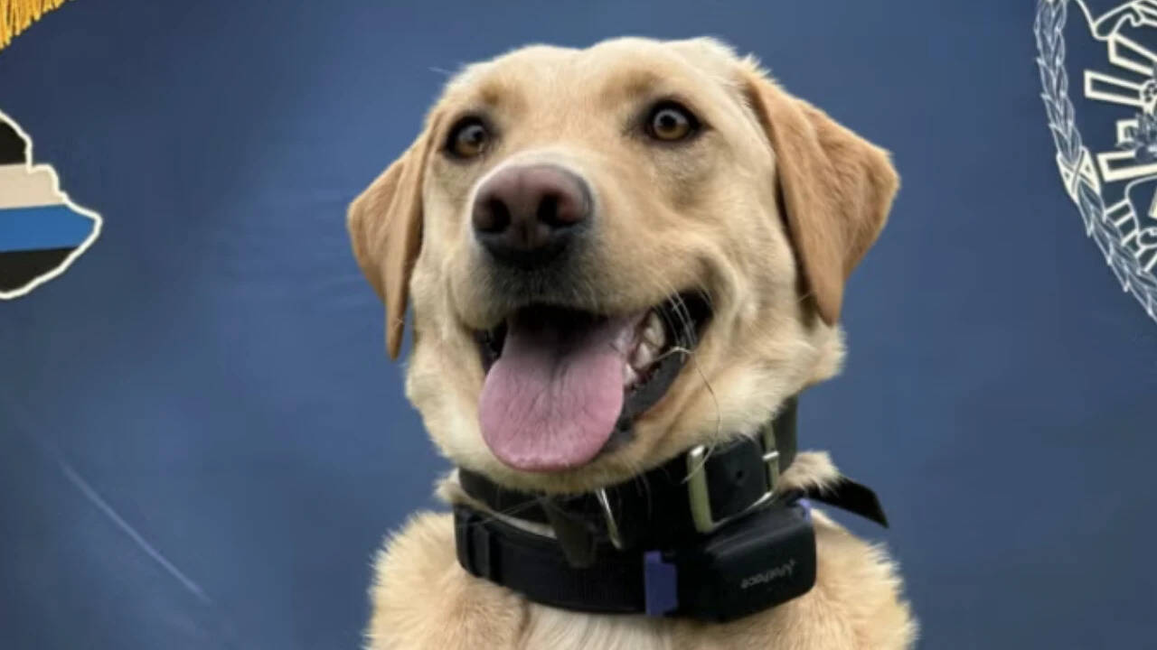 Police dog's tracking skills lead to dramatic rescue of missing elderly hiker