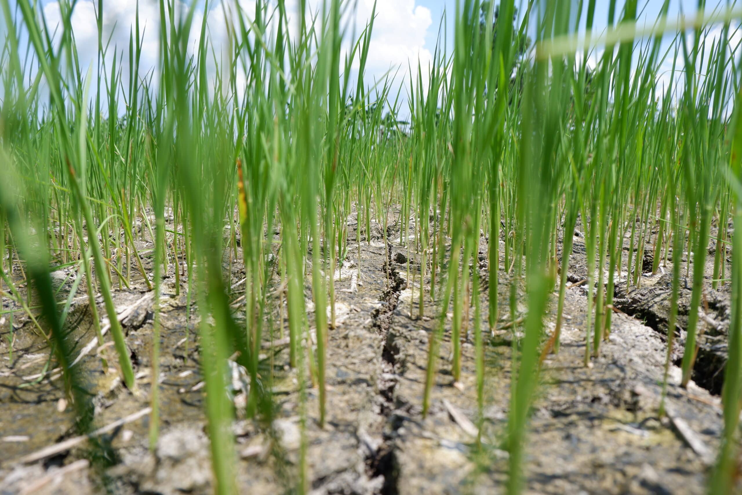 Philippines ramps up El Niño defenses as UN warns of severe intensity