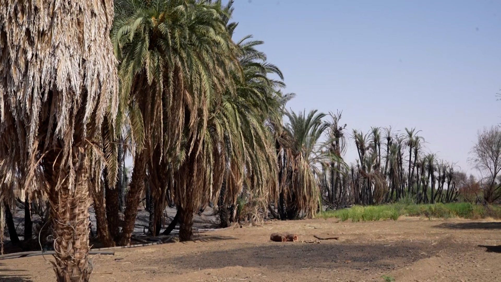Sudan's vital date palm crops face extinction from drought, fires