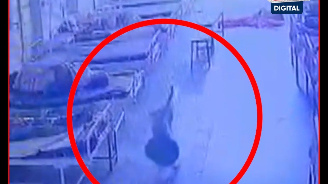 Stray Dog Steals Jewelry Bag Worth Rs 4 Lakh from MP Hospital