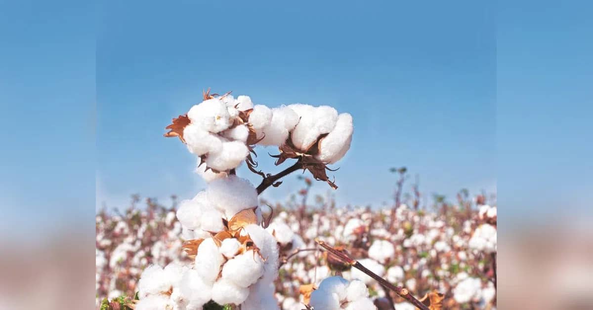 NCDEX, Cotton Association sign accord to expand derivatives market