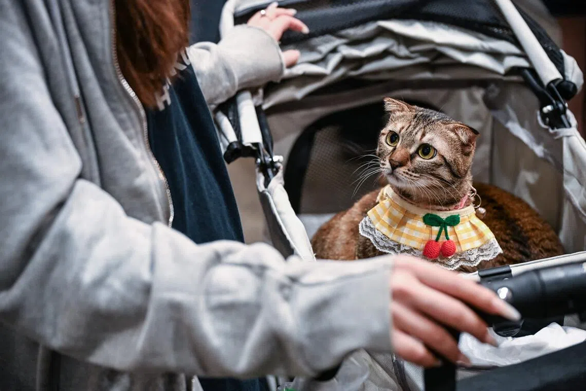 Scientists decode feline identity system hidden in urine chemistry
