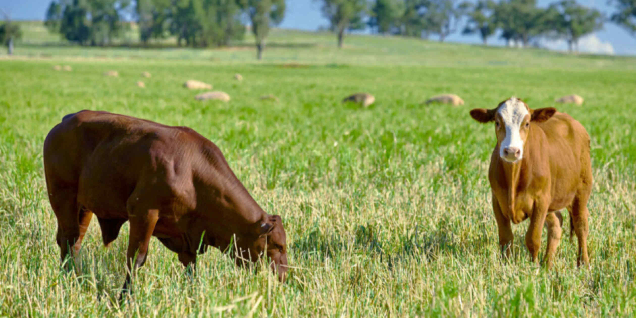 Japan redirects beef imports to Australia amid US drought crisis