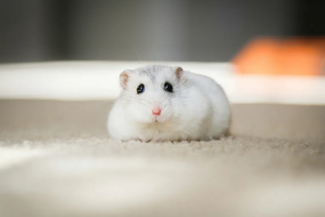 Japanese school employee re-arrested in connection with mass hamster deaths