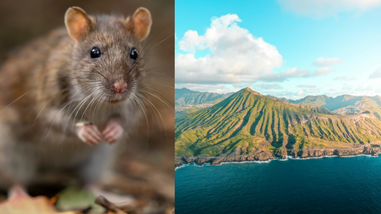 Island ecosystem rebounds after successful rat eradication programme