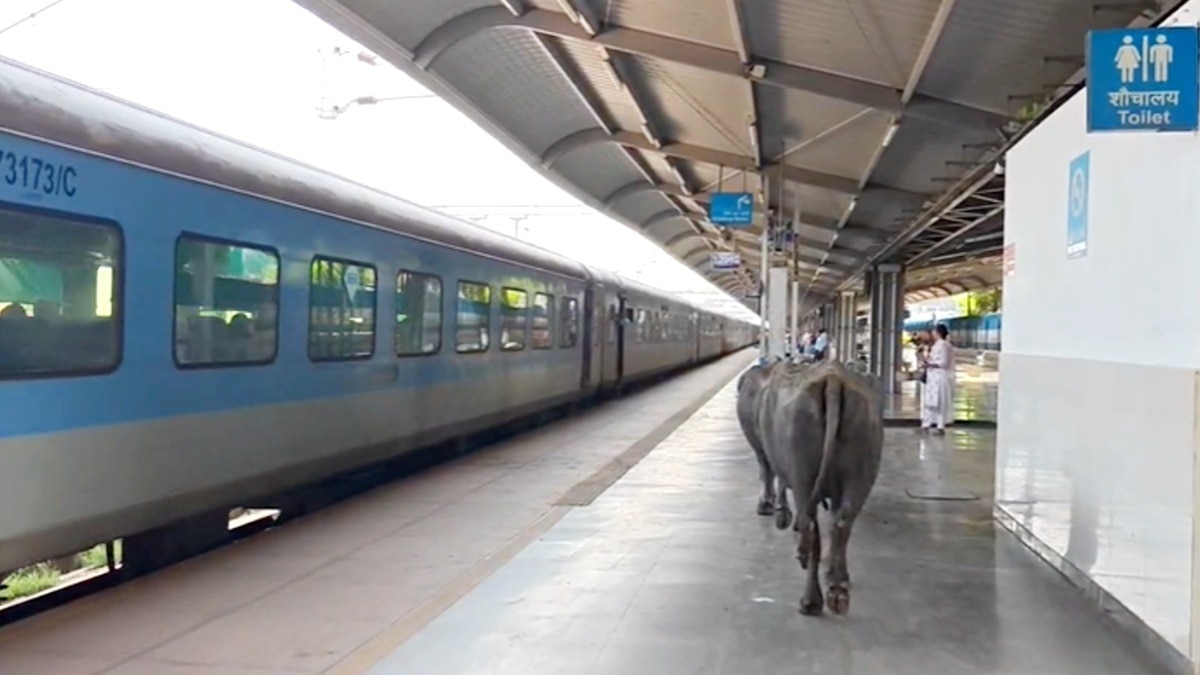 भोपाल के विश्वमानीय स्टेशन पर भैंसों की घुसपैठ, सुरक्षा पर सवाल