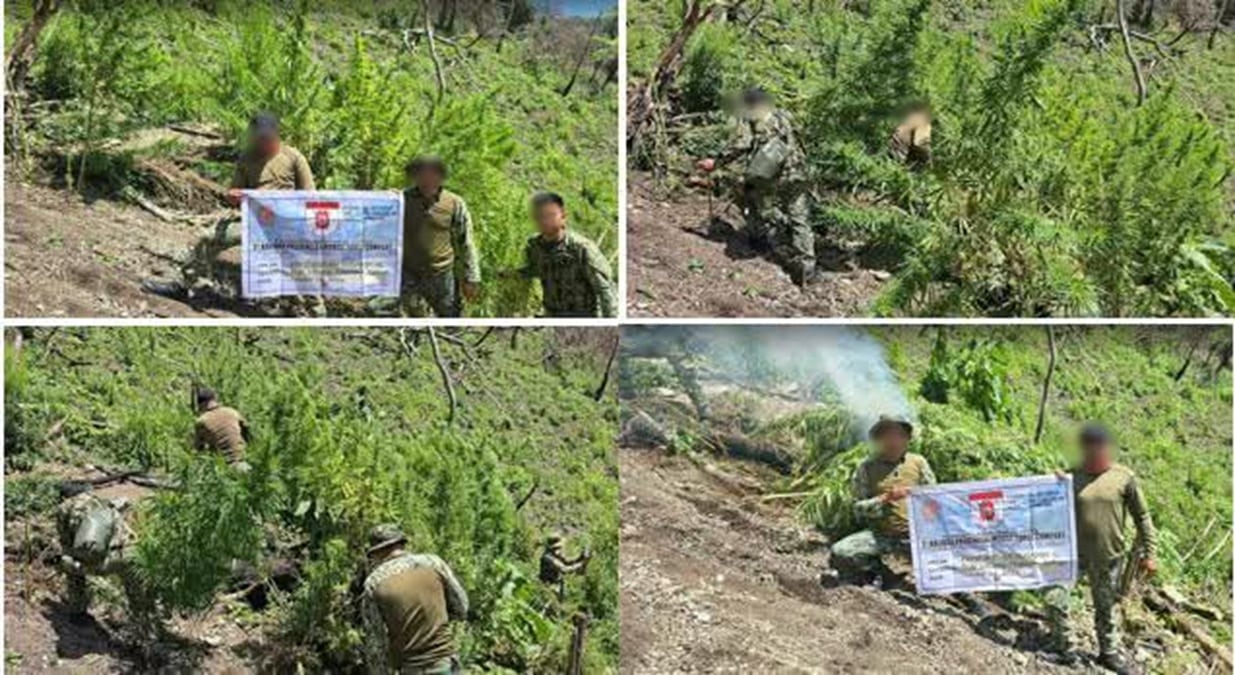 Philippine police destroy half-million marijuana plants worth over P108 million