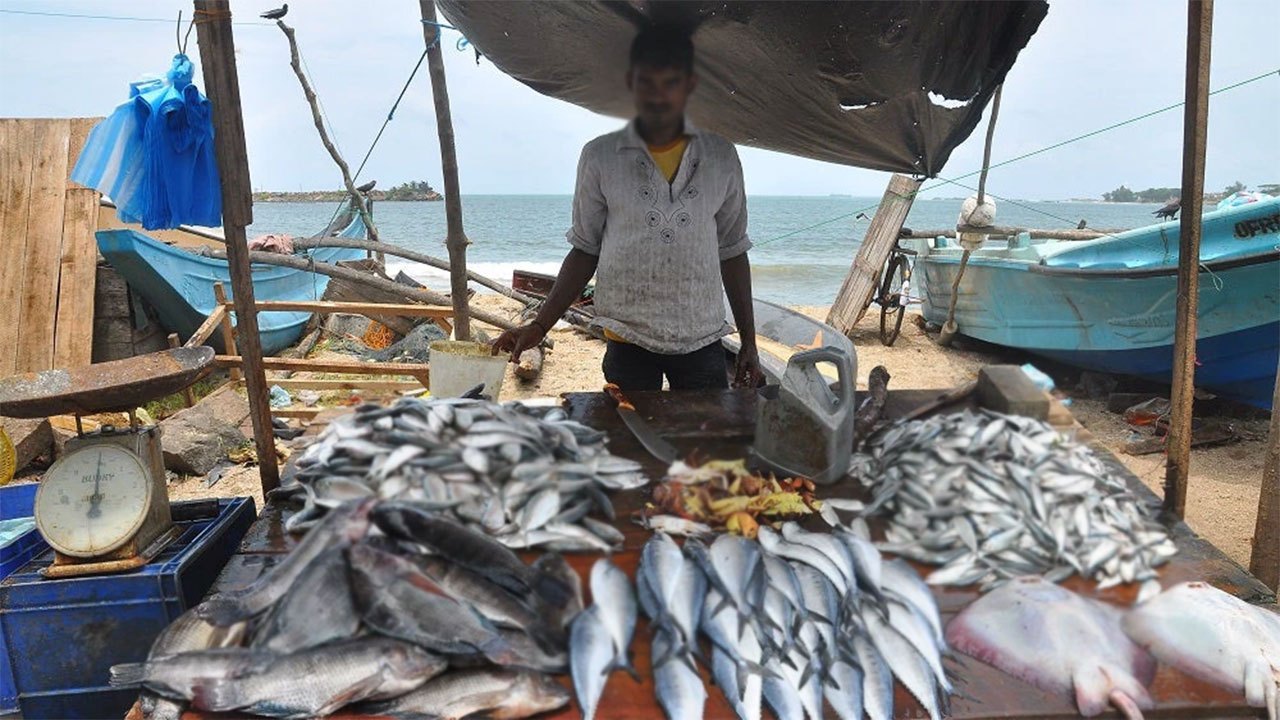 Sri Lanka's Fish Catches Face Gradual Decline, NARA Warns